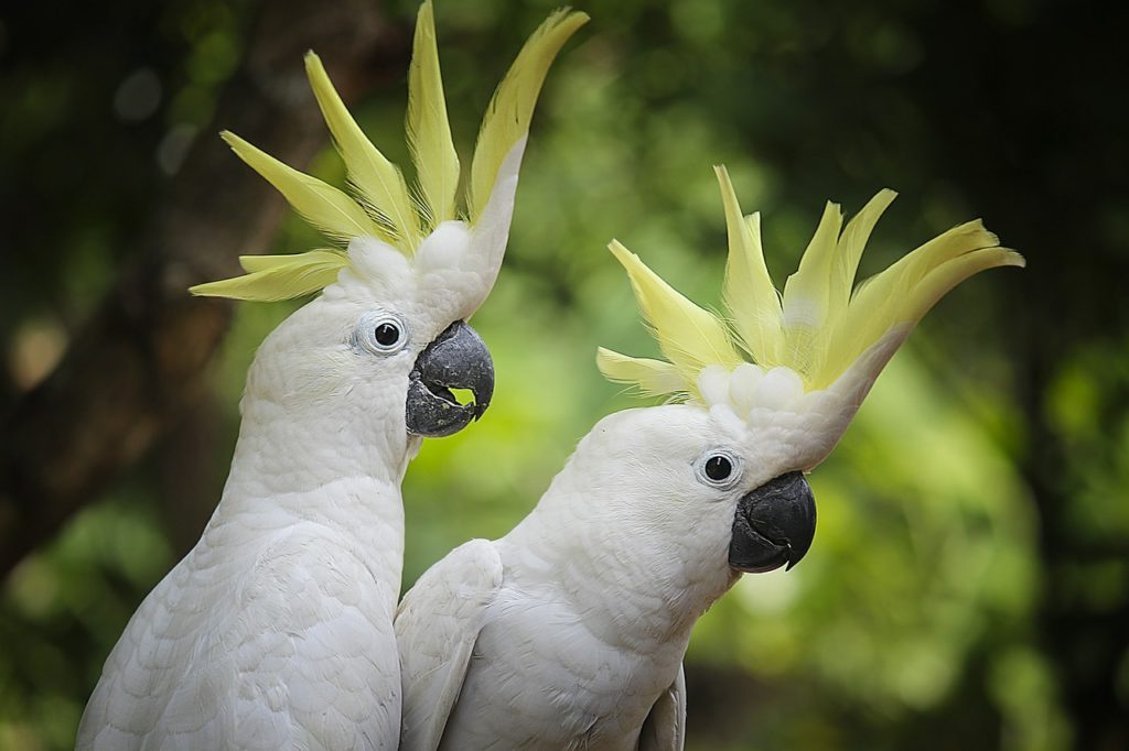 Papageien FAQ: Alles wissenswerte über die Haltung von Papageien
