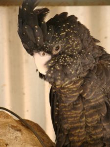 black-cockatoo-274586_1280