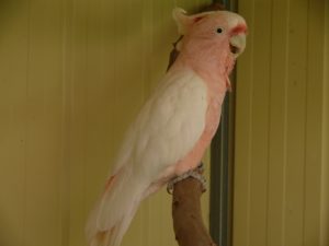 cockatoo-331507_1280