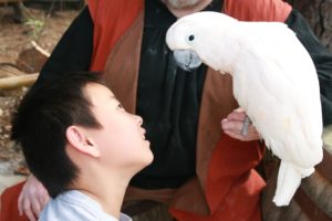 parrot-177393_1920
