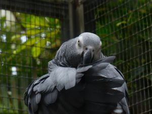 parrot-406880_1280