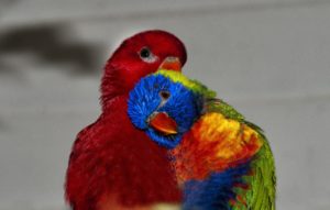 rainbow-lorikeet-638411_1920